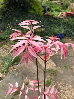 A quick jaunt out to a plant fair