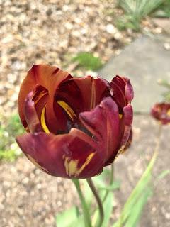 A quick jaunt out to a plant fair