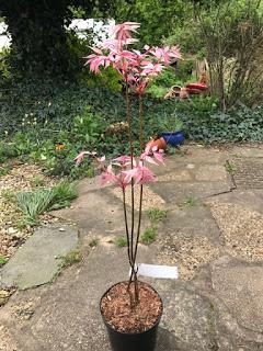 A quick jaunt out to a plant fair