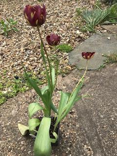 A quick jaunt out to a plant fair