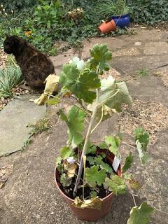 A quick jaunt out to a plant fair