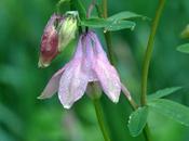 Columbine Star Bethlehem Think)