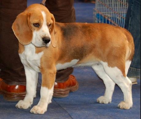 Beagle Dog