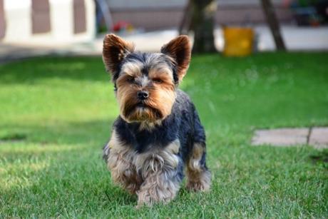 Yorkshire Terrier Dog