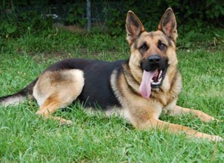 German Shepherd Dog