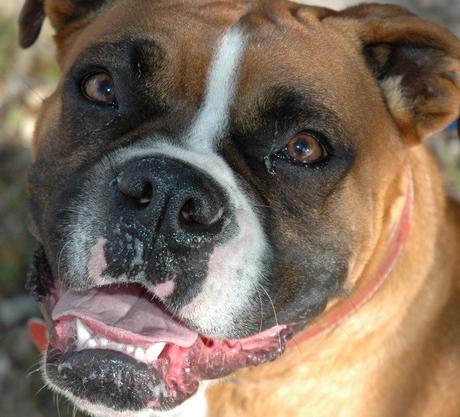 Boxer Dog