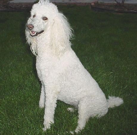 Poodle Dog