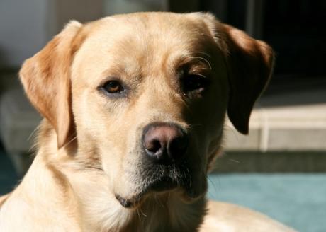 Labrador Dog