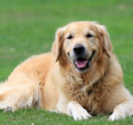 Golden Retrievers