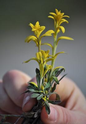 Pseudoflowers—Trick or Treat?