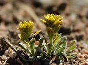 Pseudoflowers—Trick Treat?