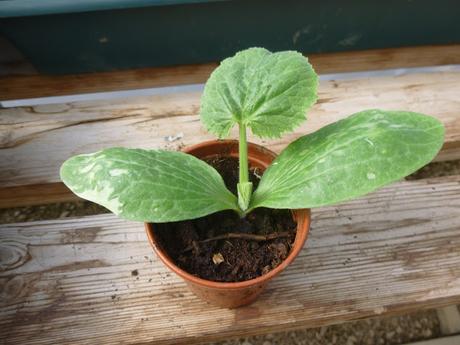 Potting On ... and Cups of Coffee