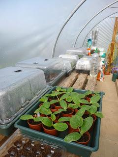 Potting On ... and Cups of Coffee