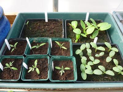 Potting On ... and Cups of Coffee