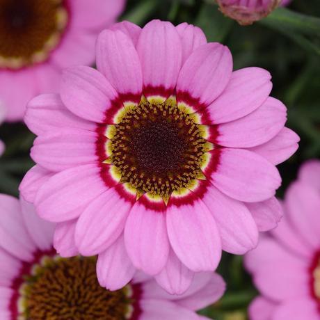 Give A Splash To Your Garden With These Beautiful Flowers