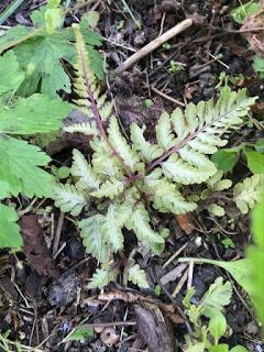 Irritating Plant of the Month - April 2017, the Painted Fern