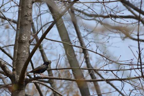 #Birding & #Biodiversity in my #Backyard #Ontario #Birds #ClimateChange