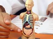 Largest Organs Human Body