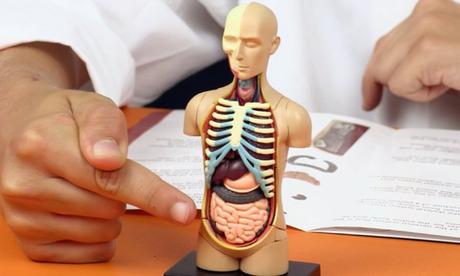 The Top 10 Largest Organs in the Human Body