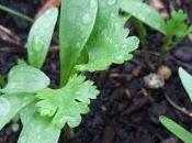 Coriander Easy, Seedy