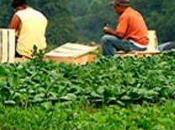 Immigration Over Years