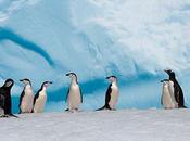Celebrate World Penguin Taking Action