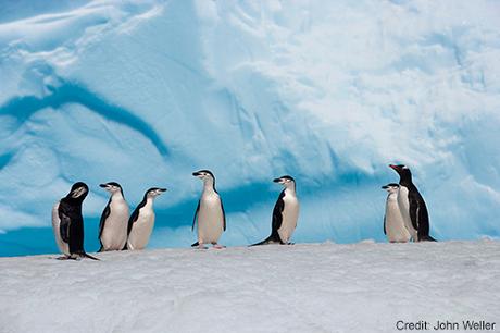 Celebrate World Penguin Day by Taking Action