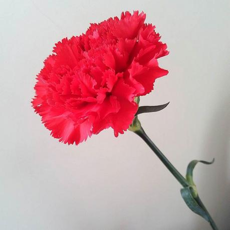 Today is a national holiday in Portugal: 25 de Abril, aka Day of Liberty, Carnation Day, Revolution Day.