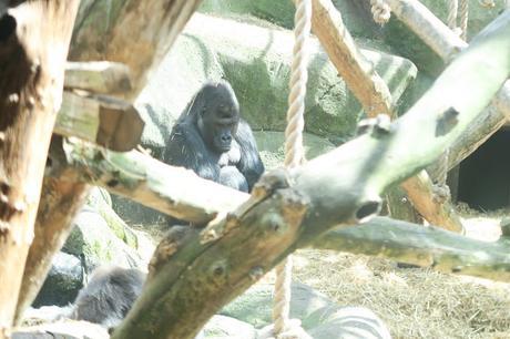 Our Day Out At Chessington World Of Adventures with O2 Priority