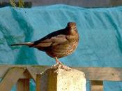 Blackbirds Love Them Hate Them?