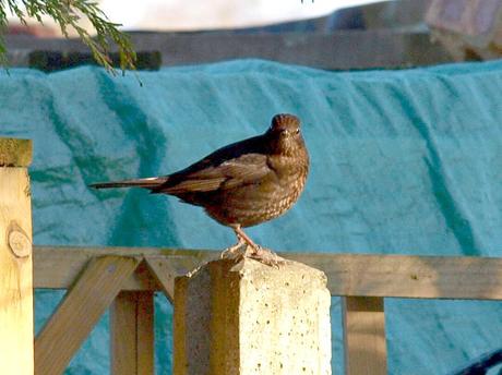 Blackbirds - do you love them or hate them?