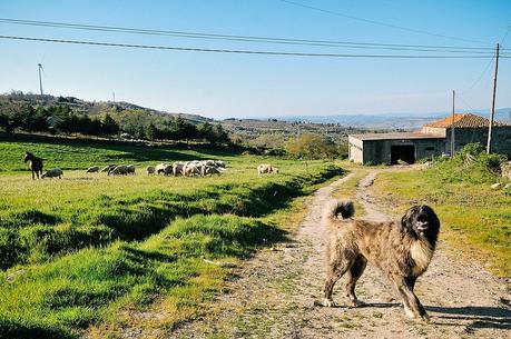 watchdog in Penela da Beira