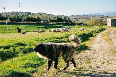 watchdog in Penela da Beira