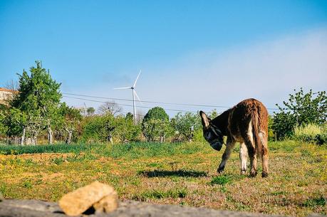 a burro in Penela da Beira, Viseu