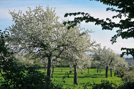 Penela da Beira, Viseu