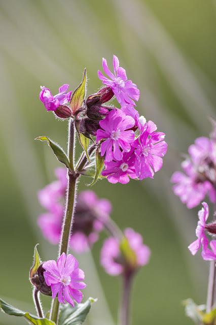 Red Campion