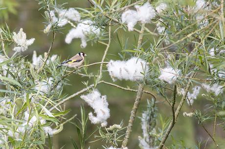 Goldfinch