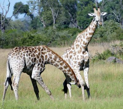 BOTSWANA, AFRICA, ANIMAL SAFARI, Guest Post by Ann Paul