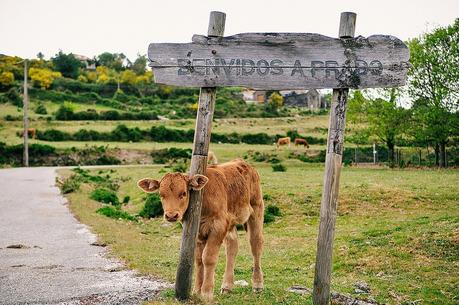 Benvidos A Prado (Galicia)