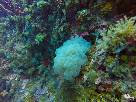 bubble coral