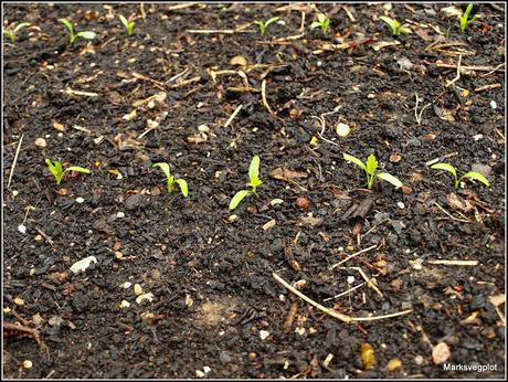 Thinning Carrots and Parsnips