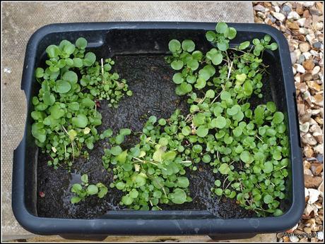 Thinning Carrots and Parsnips