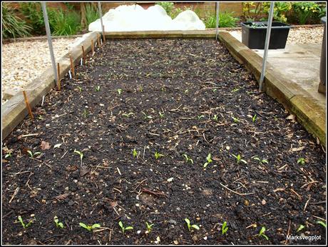 Thinning Carrots and Parsnips