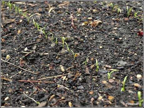 Thinning Carrots and Parsnips