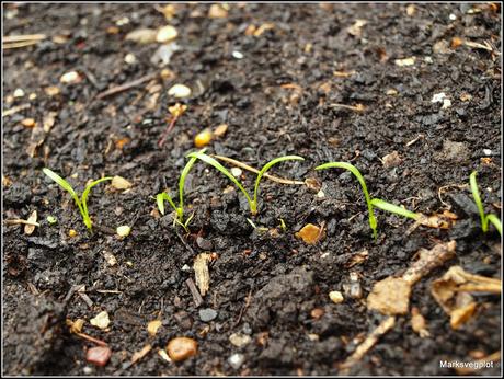 Thinning Carrots and Parsnips