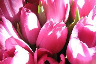 Image: Tulips, by Vera Kratochvil - Public Domain