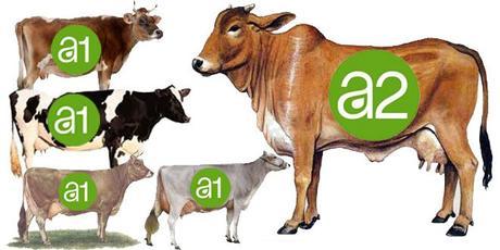 A1 vs A2 Cows Milk:  What’s the Difference, Benefits, & Nutrition