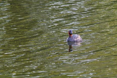 Another of the Little Grebe