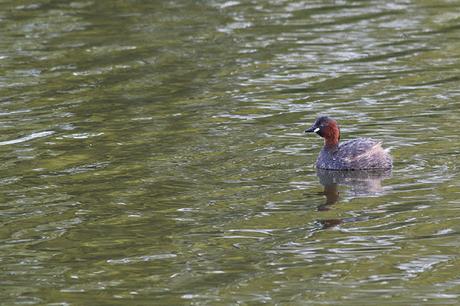 Another Little Grebe Shot, looks stuck on for some reason?