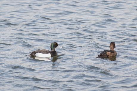 Tufted Duck (Female and Male)